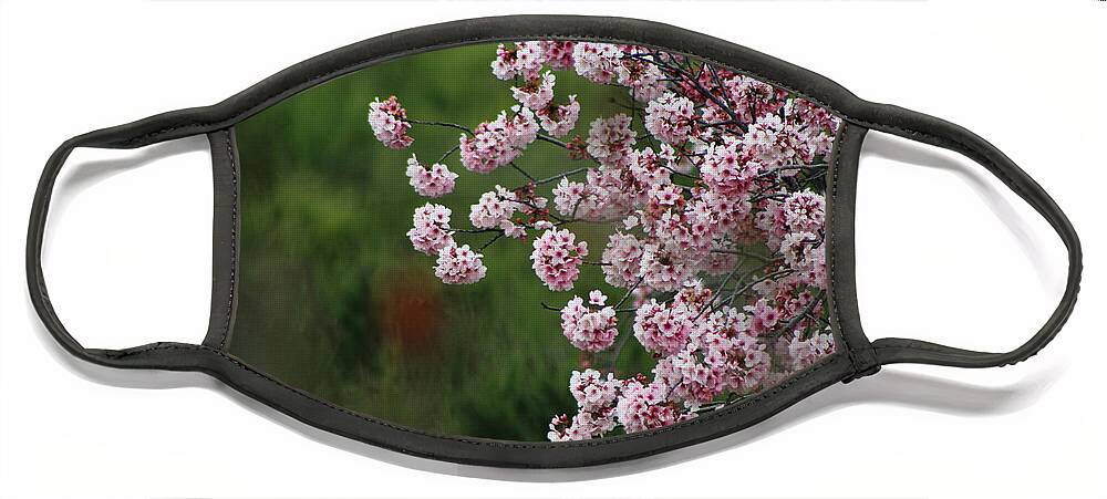 Misty Face Mask featuring the photograph Pink Blossoms in Foreground at Reagan Library on Deep Green Background by Colleen Cornelius