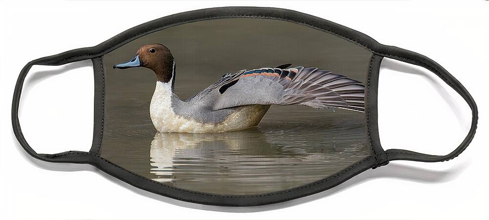 Duck Face Mask featuring the photograph Pintail Wing Extension by Art Cole