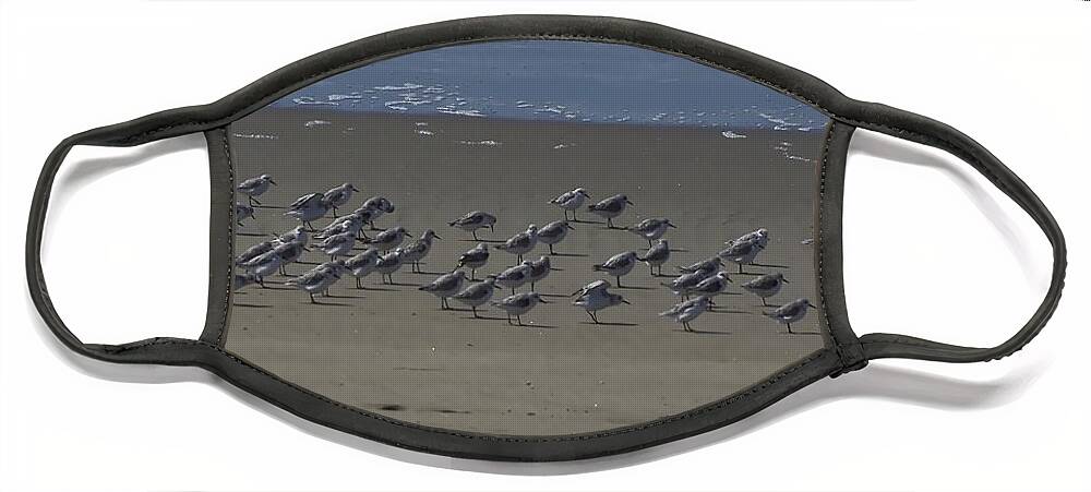 Wildlife Face Mask featuring the photograph Plover Parade by Richard Thomas