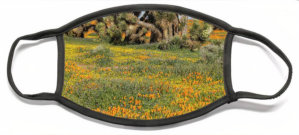 Jeff Foott Face Mask featuring the photograph Poppies And Joshua Tree by Jeff Foott