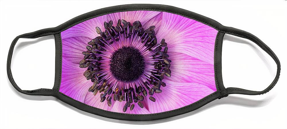 Flowers Face Mask featuring the photograph Poppy Anemone by Patty Colabuono