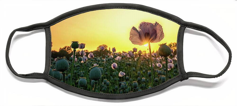 Poppies Face Mask featuring the photograph Poppy Field Sunset by Framing Places