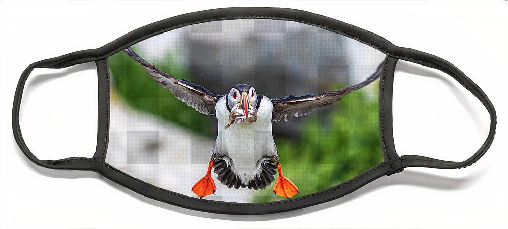 Puffins Face Mask featuring the photograph Puffin in Flight by Darryl Hendricks