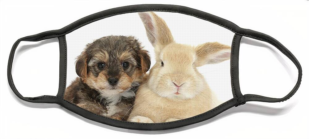 Yorkipoo Face Mask featuring the photograph Puppy and Bunny resting by Warren Photographic