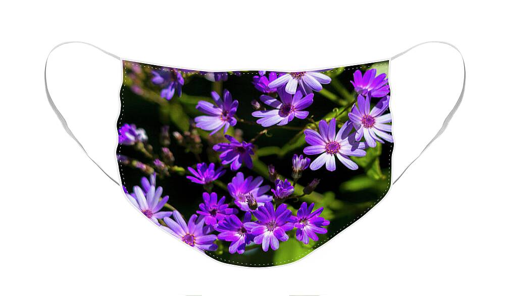 Purple Daisies In Spring Face Mask featuring the photograph Purple Daisies in Spring by Bonnie Follett