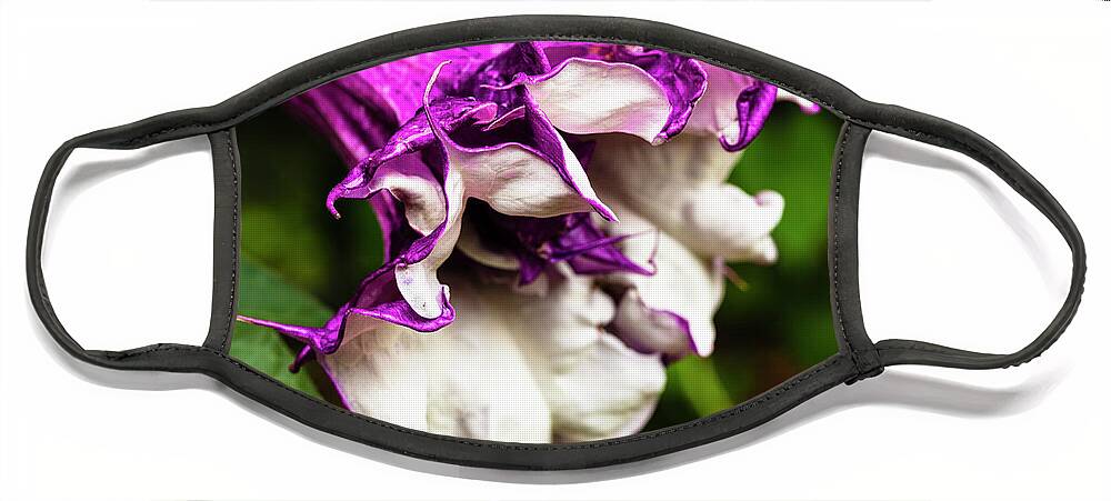 Brugmansia Face Mask featuring the photograph Purple Trumpet Flower by Raul Rodriguez