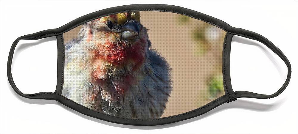 Arizona Face Mask featuring the photograph Rare Multicolored Male House Finch by Judy Kennedy