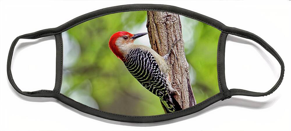 Recent Face Mask featuring the photograph Red bellied woodpecker series II by Geraldine Scull