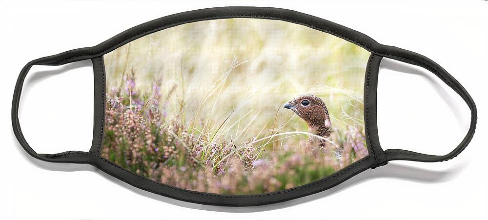 Female Red Grouse Face Mask featuring the photograph Red Grouse by Anita Nicholson