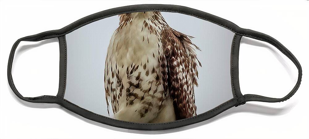 Nature Face Mask featuring the photograph Red Tailed Hawk by JASawyer Imaging