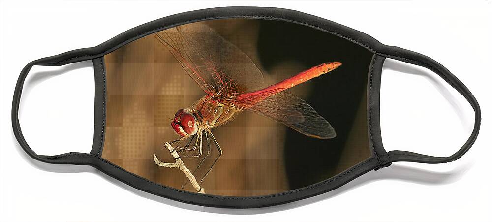 Striolatum Face Mask featuring the photograph Red-veined darter Dragonfly by Pablo Avanzini