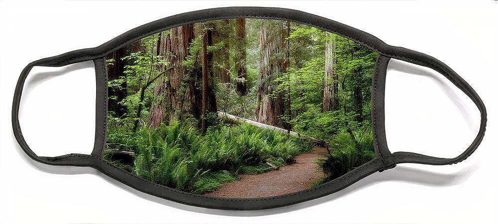 Bark Face Mask featuring the photograph Redwood Lush by Lana Trussell