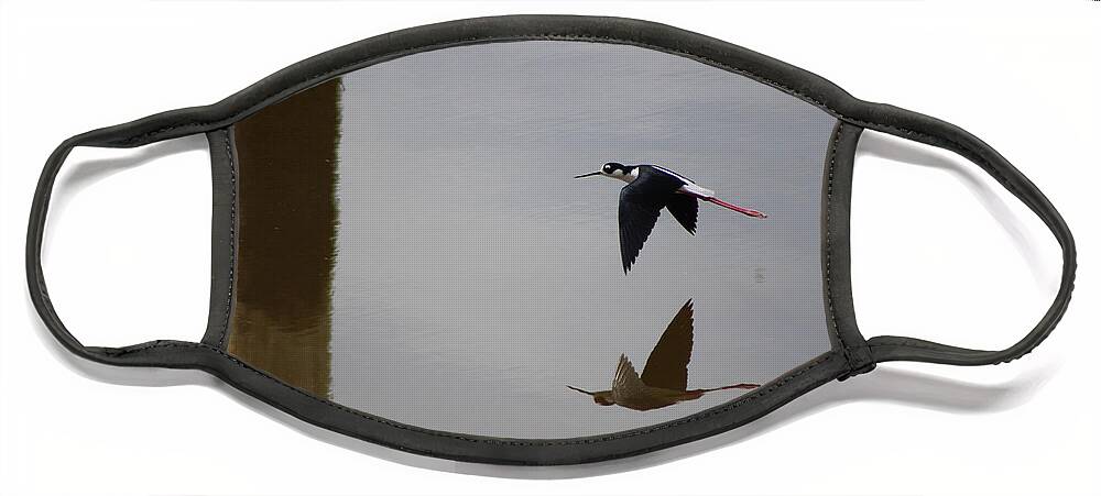Black Neck Stilt Flying Face Mask featuring the photograph Reflection of the Salton Sea Black Neck Stilt Flying by Colleen Cornelius