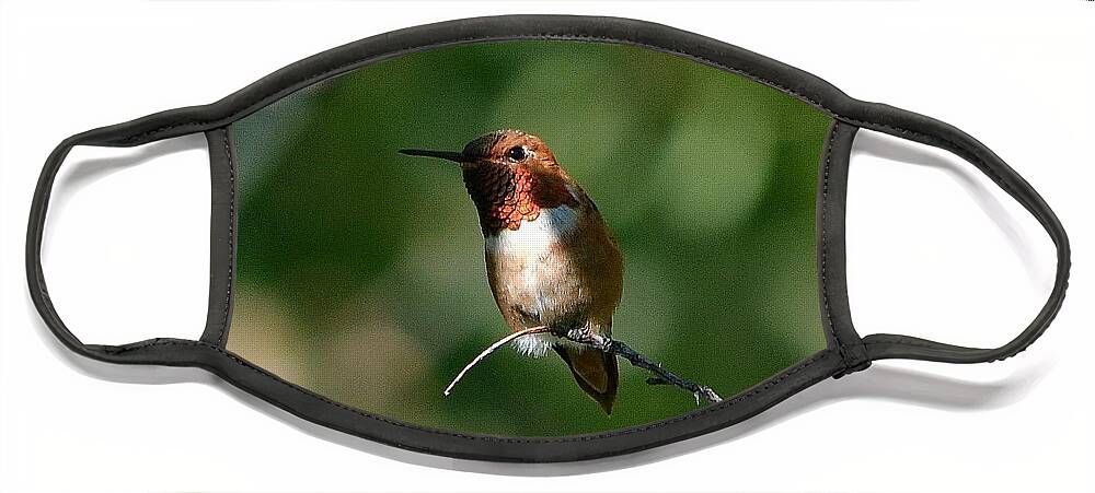 Hummingbird Face Mask featuring the photograph Resting Rufous by Dorrene BrownButterfield