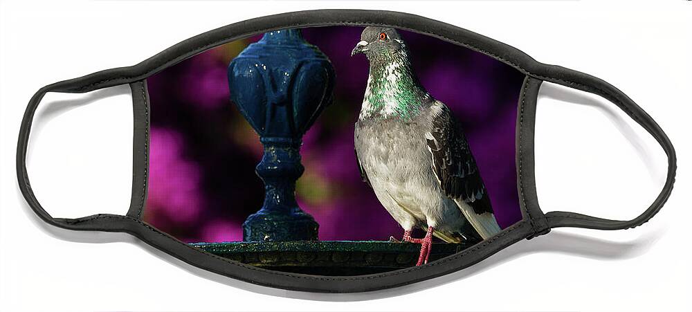 Bird Face Mask featuring the photograph Rock Pigeon on Cast Iron Fountain by Pablo Avanzini