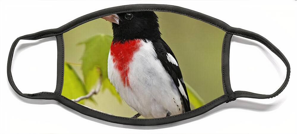 American Bird Face Mask featuring the photograph Rose-breasted Grosbeak by James Zipp