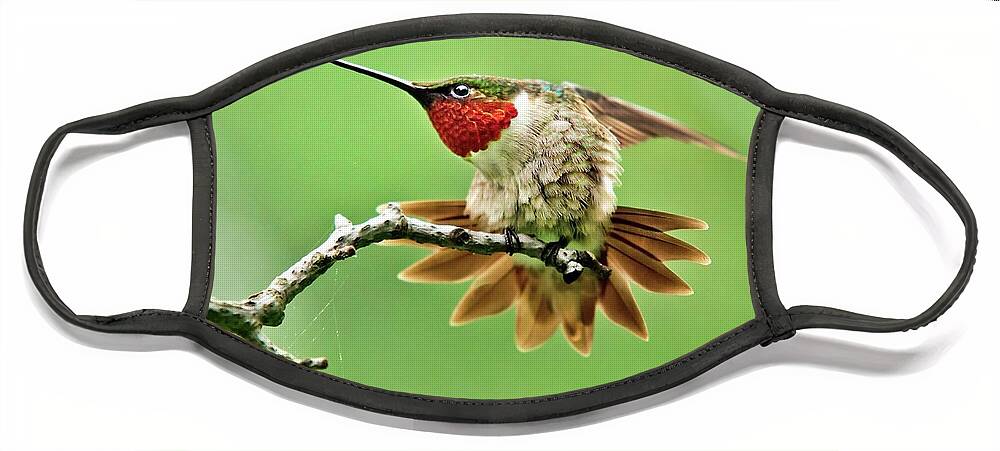 Hummingbird Face Mask featuring the photograph Ruby Throated Hummingbird 4 by Christina Rollo