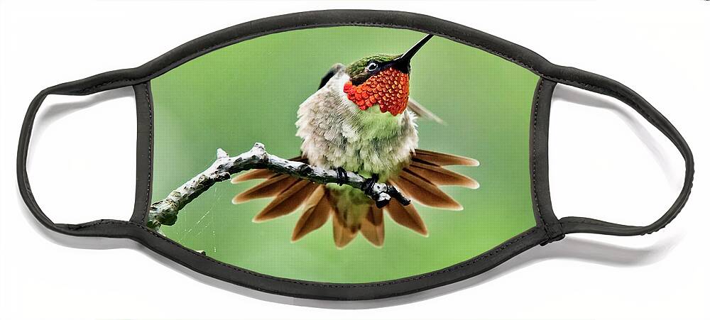 Hummingbird Face Mask featuring the photograph Ruby Throated Hummingbird Velocity by Christina Rollo