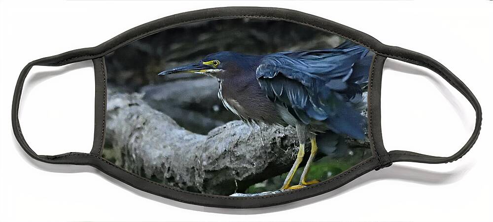 Photography Face Mask featuring the photograph Ruffled Green Heron by Larry Ricker