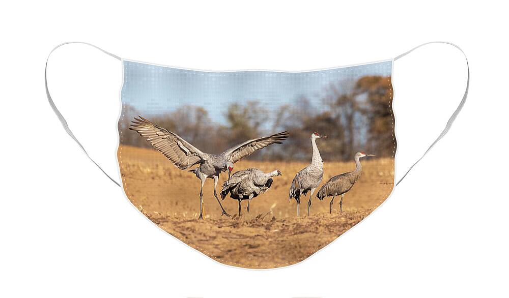Sandhill Cranes Face Mask featuring the photograph Sandhill Cranes 2018-4 by Thomas Young