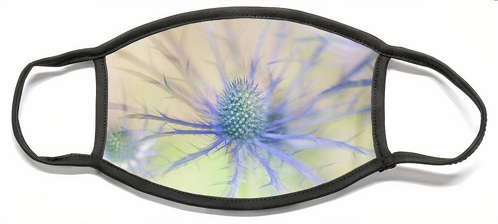 Sea Holly Face Mask featuring the photograph Sea Holly Dance by Anita Nicholson
