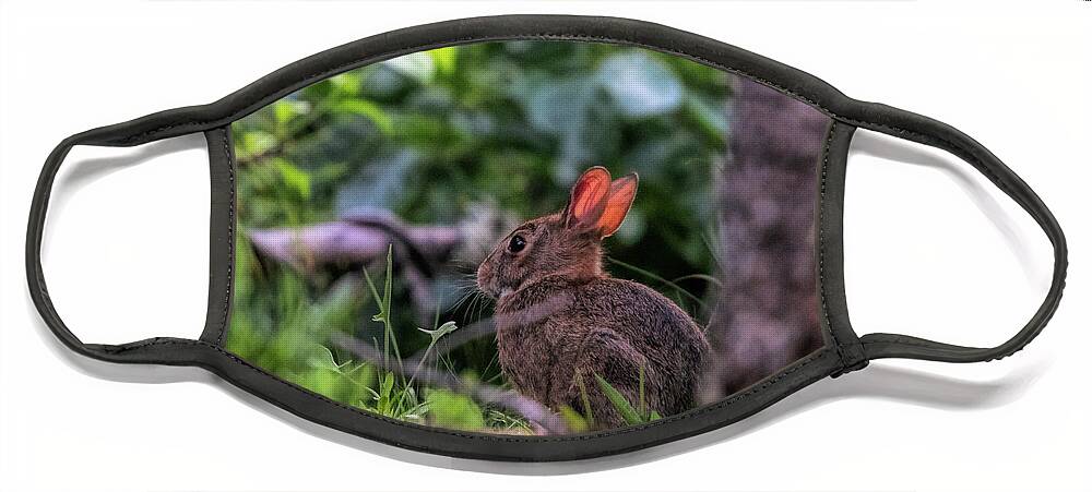 Bunny Rabbit Face Mask featuring the photograph Secret Visitor to my yard by Jeff Folger