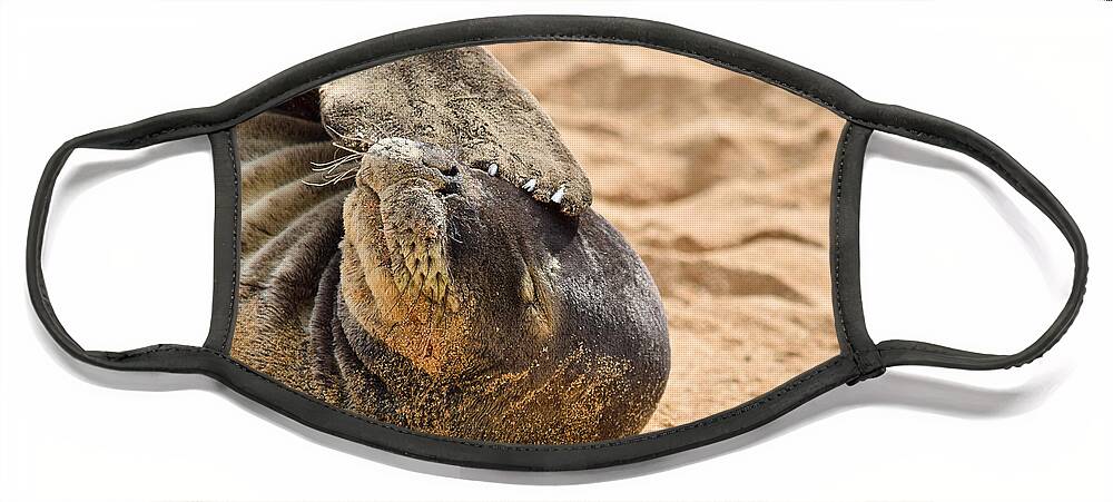 Hawaiian Monk Seal Face Mask featuring the photograph Shady Seal Hawaiian Monk Seal by Debra Banks