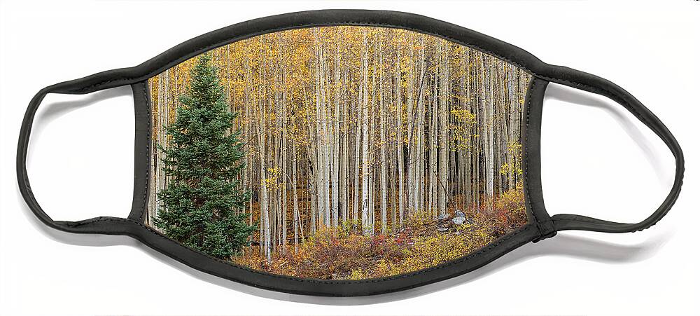 Shimmer Face Mask featuring the photograph Shimmering Aspens by Angela Moyer
