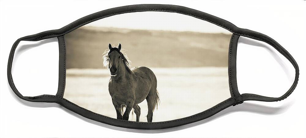 Wild Horses Face Mask featuring the photograph Silver by Mary Hone