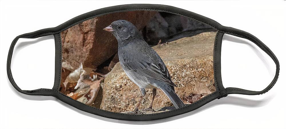 Nature Face Mask featuring the photograph Slate-colored Junco DSB0339 by Gerry Gantt