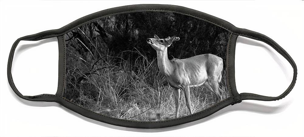 Richard E. Porter Face Mask featuring the photograph Sniffing the Wind - Deer, Palo Duro Canyon State Park, Texas by Richard Porter