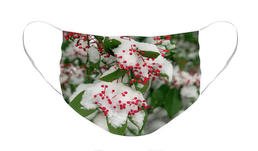 Winter Face Mask featuring the photograph Snow Covered Winter Berries by Lora J Wilson