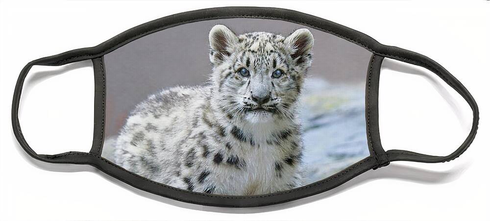 Suzi Eszterhas Face Mask featuring the photograph Snow Leopard Cub by Suzi Eszterhas