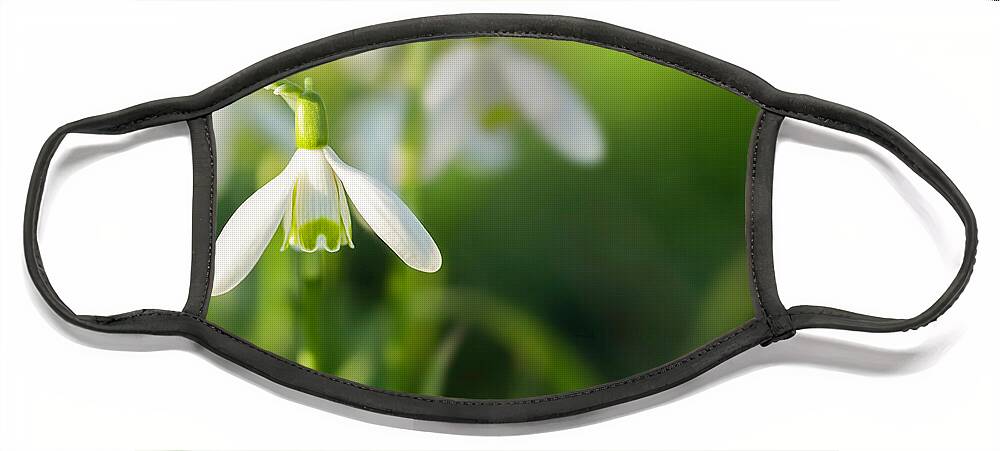 Snowdrops Face Mask featuring the photograph Snowdrops at eye level with copy space by Simon Bratt