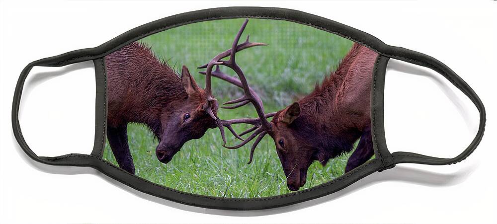 Elk Face Mask featuring the photograph Sparring Youth by Robert J Wagner