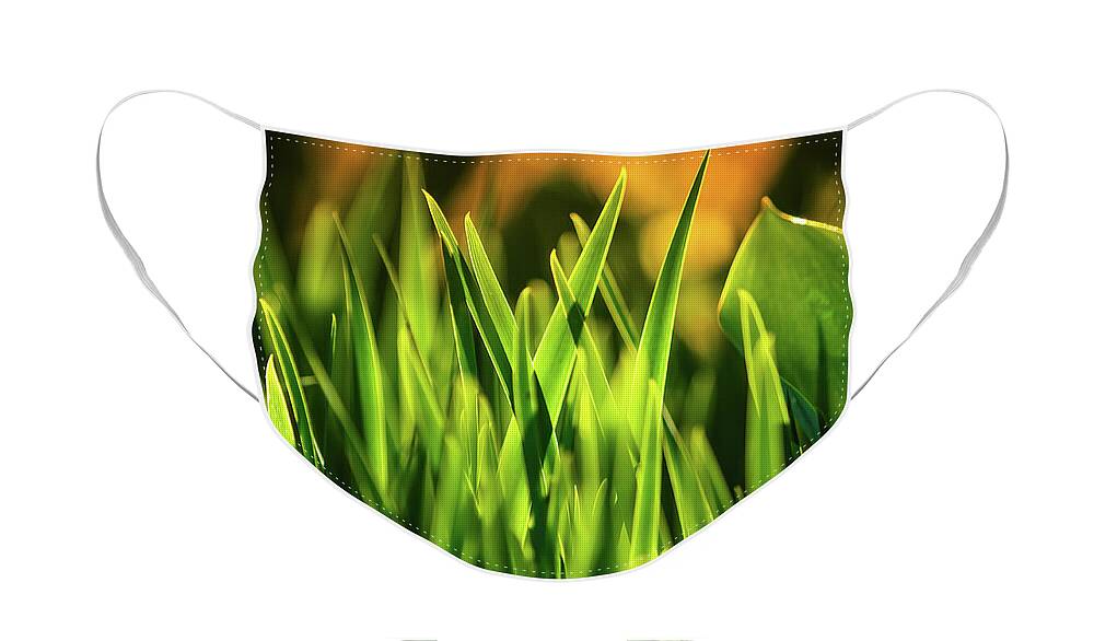 Spring Face Mask featuring the photograph Spring Greens by Greg Booher