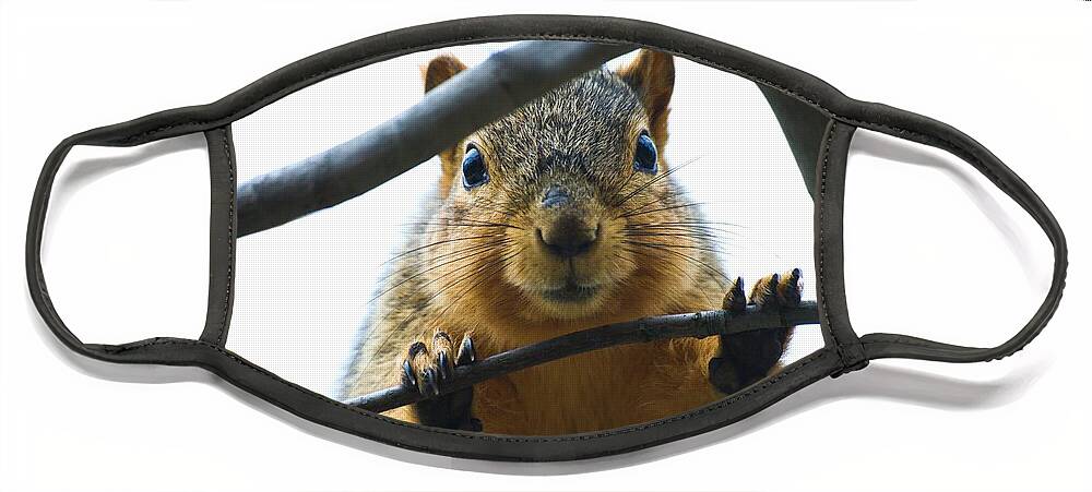 Fox Squirrel Face Mask featuring the photograph Spying Fox Squirrel by Don Northup