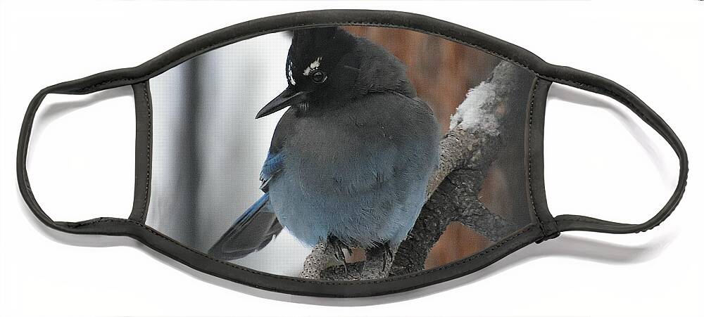 Stellar's Jay Face Mask featuring the photograph Stellar's Jay in Pine by Dorrene BrownButterfield