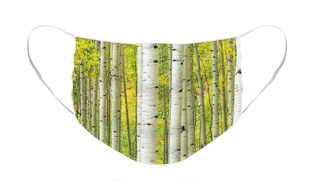 Aspens Face Mask featuring the photograph Straight and Narrow by Denise Bush