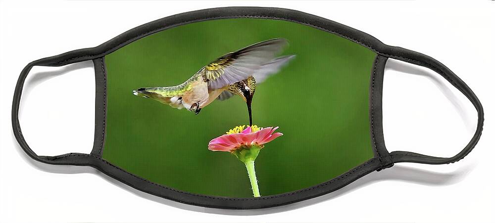 Hummingbird Face Mask featuring the photograph Sun Sweet by Christina Rollo