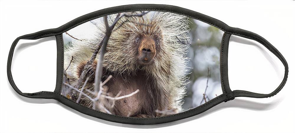 Porcupine Face Mask featuring the photograph Sunday Mornings by Kevin Dietrich