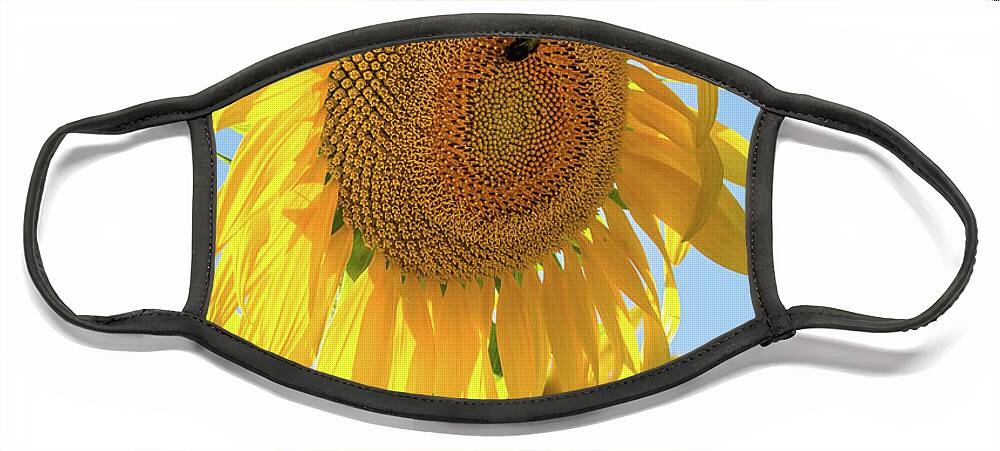 Flower Face Mask featuring the photograph Sunflower - 1 by Paul MAURICE