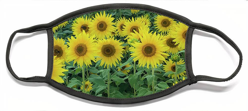 Sunflowers Face Mask featuring the photograph Sunflowers by Lora J Wilson