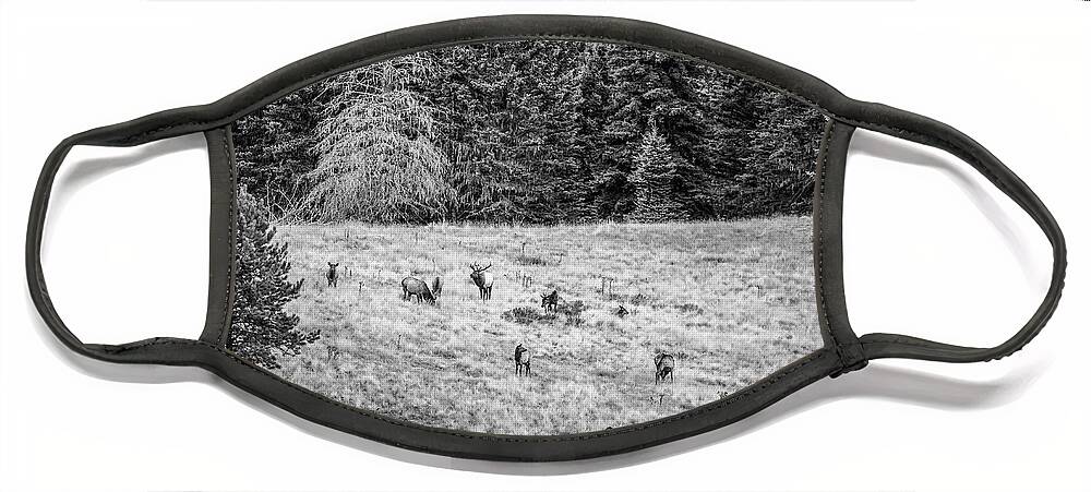 Valles Caldera National Preserve Face Mask featuring the photograph The California Mother and Daughter by Jeff Phillippi