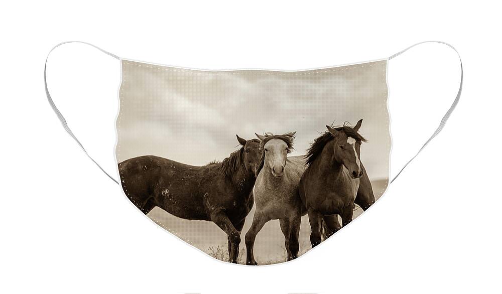 Wild Horses Face Mask featuring the photograph Three Amigos by Mary Hone