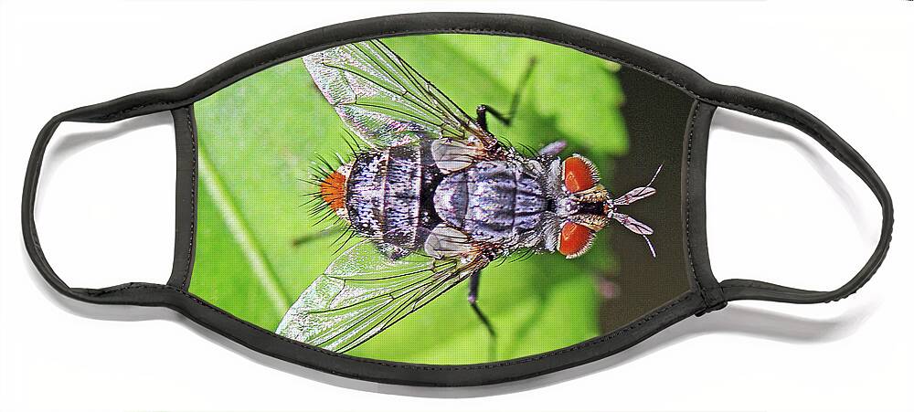 Insects;horizontal;macro;jenniferrobin.gallery Face Mask featuring the photograph Three Eyed Fly by Jennifer Robin