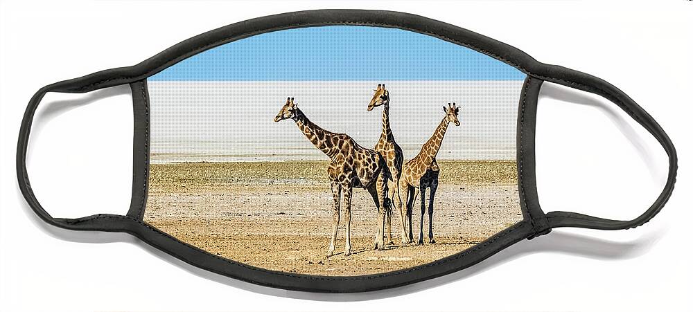 Giraffe Face Mask featuring the photograph Three giraffes, Etosha National Park, Namibia by Lyl Dil Creations