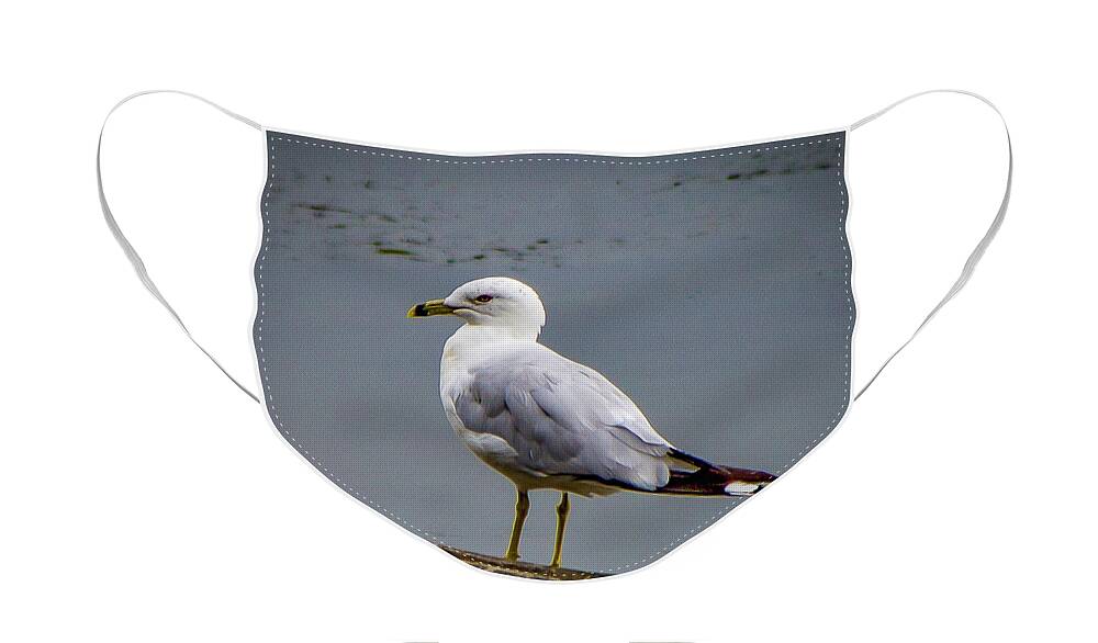 Sea Gull Face Mask featuring the photograph Tide Lock Gull by Lora J Wilson
