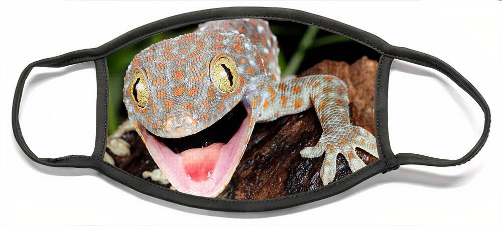 Animal Face Mask featuring the photograph Tokay Gecko Gekko Gecko by David Kenny