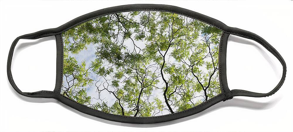 Tree Face Mask featuring the photograph Tree Canopy by Liz Albro